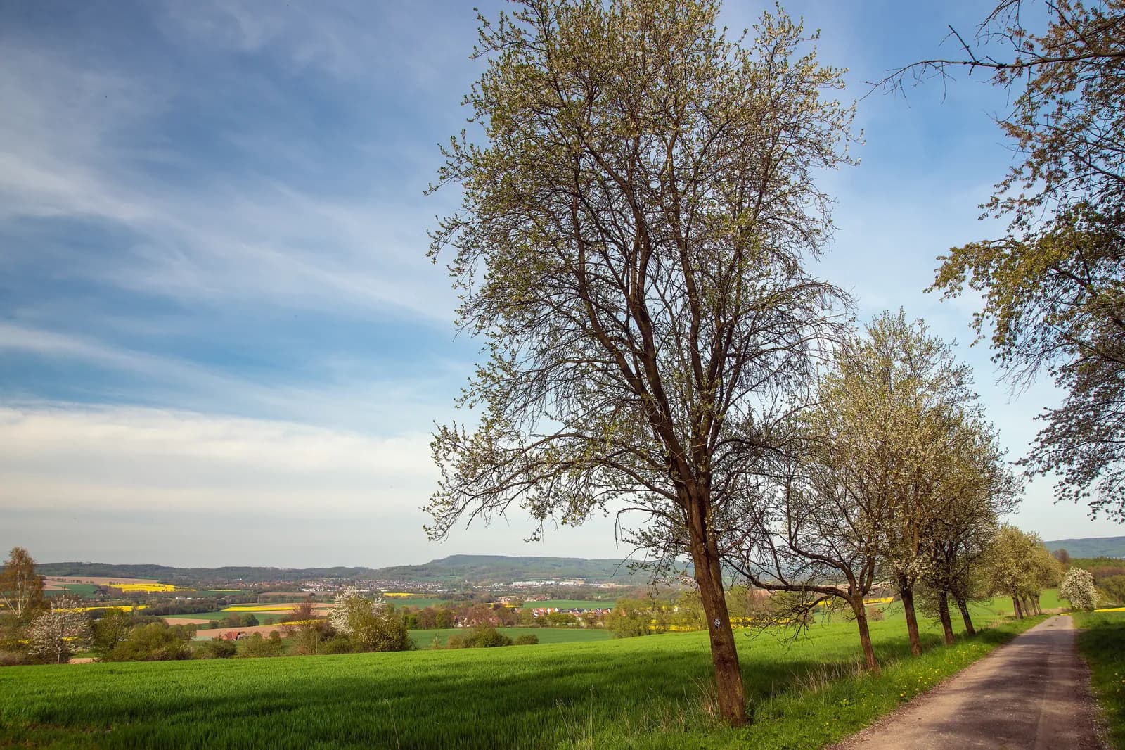 Weite Feldlandschaft mit einem einzelnen Baum am Wegrand
