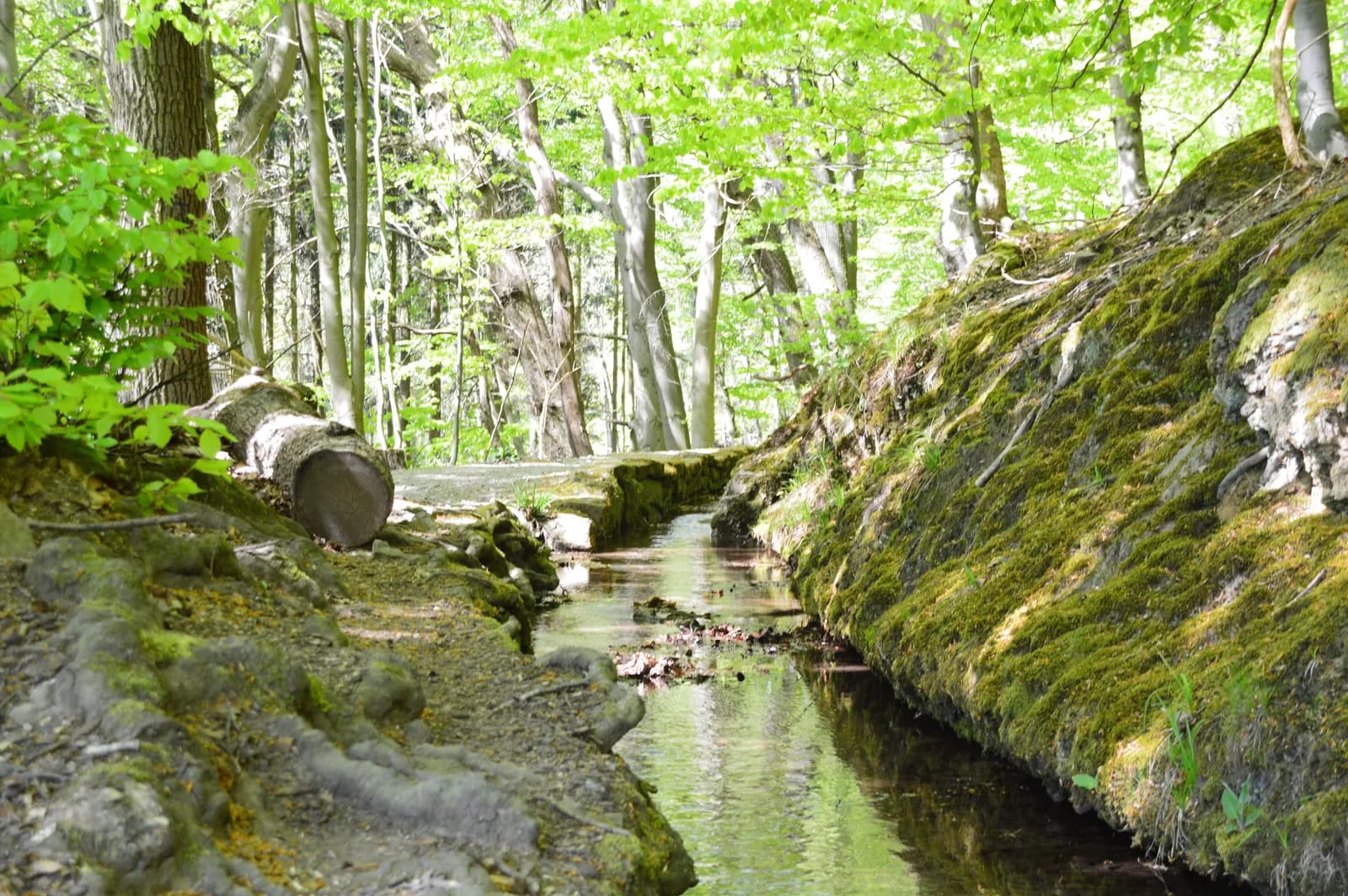 Ein schmaler Bach fließt sonnendurchflutet durch einen moosbewachsenen Wald