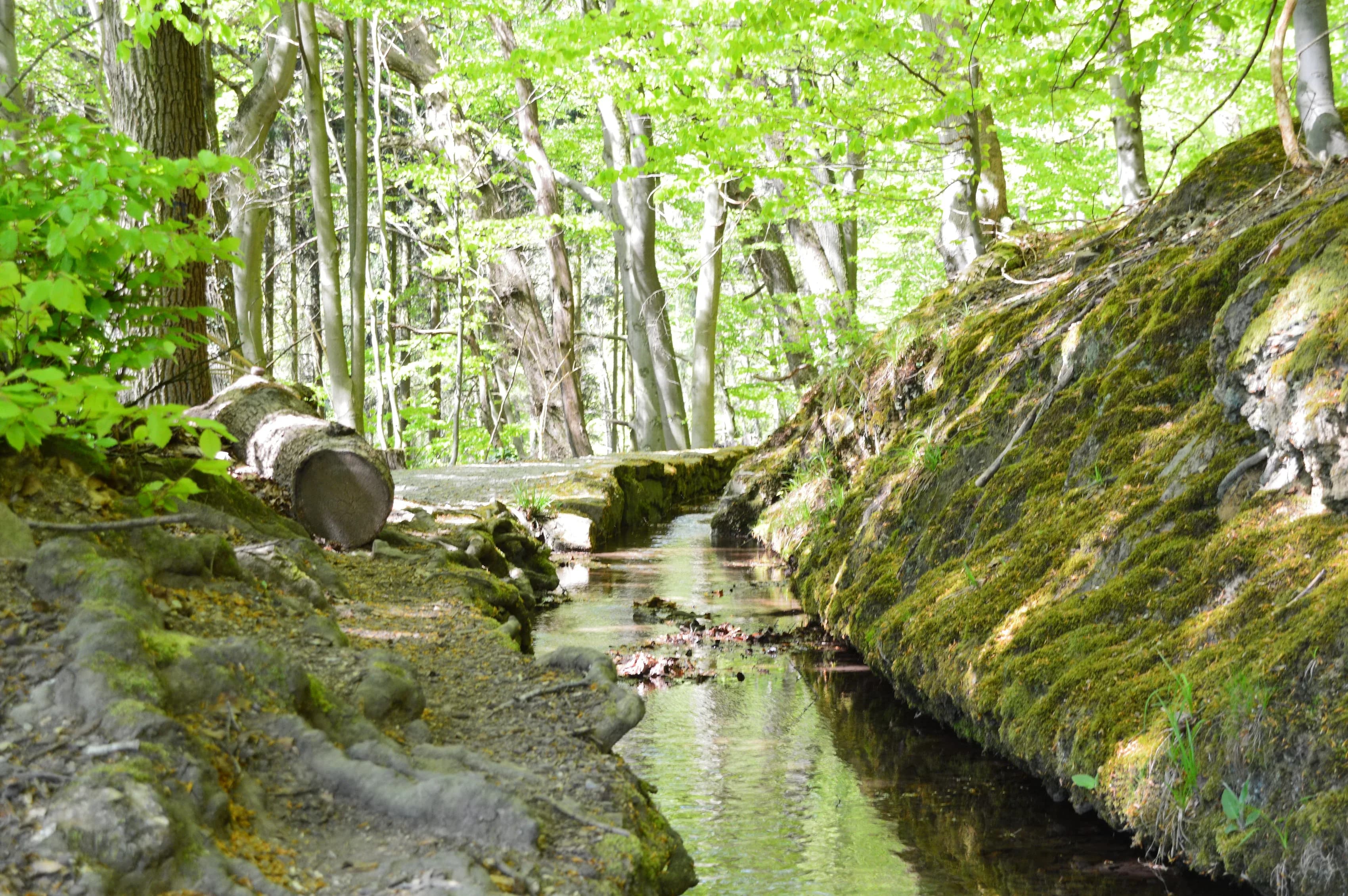 Ein schmaler Bach fließt sonnendurchflutet durch einen moosbewachsenen Wald