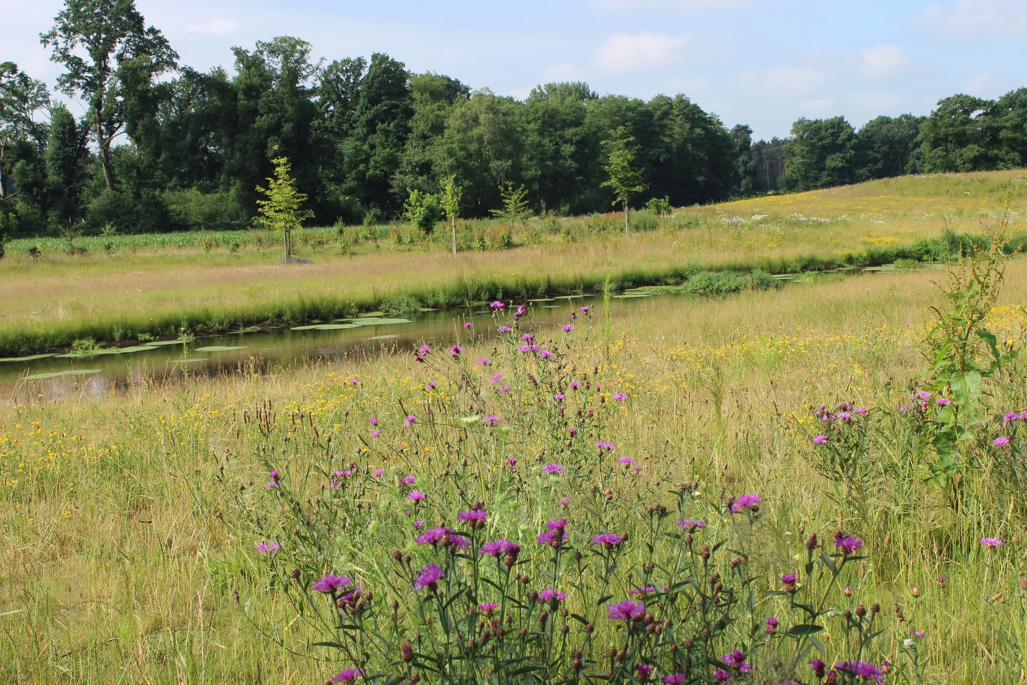 Blühende Wildblumenwiese vor einem Teich und dichtem Wald